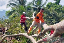 BPBD Cianjur data rumah rusak tertimpa pohon di Cibeber