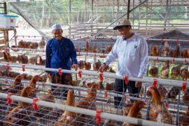 Adaro, YABN encourage pesantren's independence with poultry farming