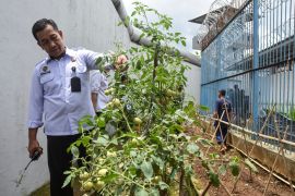 Meski lahan terbatas kemandirian warga binaan Lapas Ciamis tetap produktif