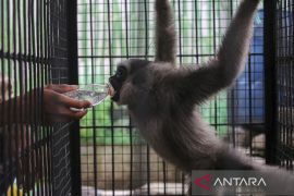 Penyelamatan Owa Jawa hasil serahan warga