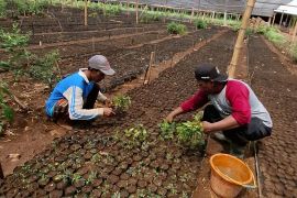 BPS Lampung: 65,79 ribu orang terserap lapangan kerja hingga Agustus 2025