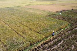 BPS: Luas panen padi di Provinsi Gorontalo naik 15,32 persen