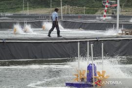 KKP buka rekrutmen 3.000 tenaga kerja lokal untuk tambak udang Waingapu