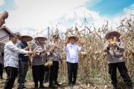 WakoPayakumbuh dan Kapolres pimpin pelaksanaan panen raya jagung