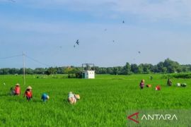 Situbondo usulkan 72.953 ton pupuk subsidi urea dan NPK pada 2026