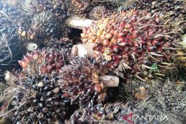 NTP Kaltim naik menjadi 148,98 tanda petani sejahtera