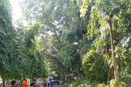 Satlantas Polres Langkat bersihkan pohon tumbang