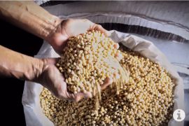 Anak penerima MBG dapat peroleh manfaat protein nabati dari kedelai