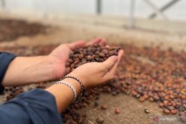 Dorong gastrodiplomasi, KBRI Kairo dukung usaha kopi RI di Mesir
