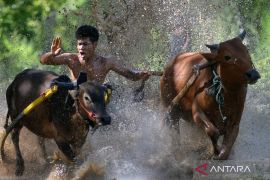 Latihan pacu jawi di Tanah Datar