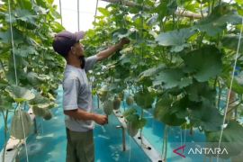 BUMDes Jambangan Magetan kembangkan wisata edukasi petik buah melon