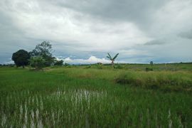 Bagus Susetyo: Balikpapan, PPU, dan Paser mesti kuatkan rantai pasok pangan