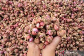 Harga bawang merah Rp42.550/kg, cabai rawit Rp49.800/kg