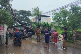 PUPR Palembang evakuasi pohon tumbang lumpuhkan lalu lintas