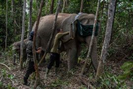 Riau monitors elephant movements with GPS tracking