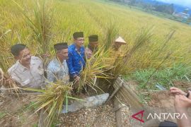UIN Bukittinggi gelar panen padi organik bersama KTNA dan Gempita Sumbar