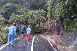 Jalur selatan Cianjur sempat lumpuh! Pohon raksasa tumbang tutup jalan utama