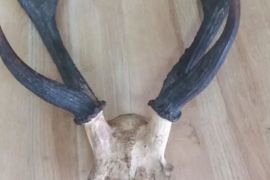 BKSDA Maluku amankan opsetan tanduk rusa dari penumpang kapal Pelni