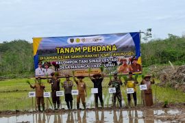 Kelompok Tani Sinar Lestari Tabalong tanam padi perdana di lahan bekas tidur