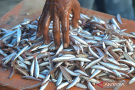 Sejarah Hari Ikan Nasional dan Sedunia pada 21 November