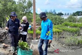 Mangrove Park Lampulo koleksi 10 jenis mangrove
