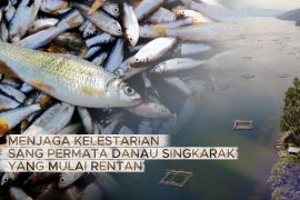Menjaga kelestarian sang permata Danau Singkarak yang mulai rentan
