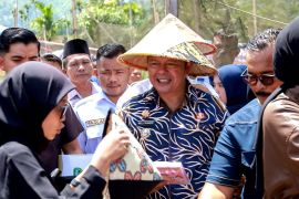 Pemkab Pasaman pastikan ketersediaan pupuk bersubsidi bagi petani