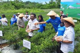 Petani di Maluku panen perdana cabai dengan sistem pertanian digital