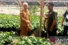 Pemkab Pohuwato dukung Program Kakao Burung Indonesia