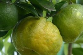 Jeruk Sabalaka Topo masuk sumber daya genetik yang dilindungi