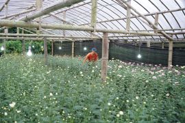 PLN tingkatkan produktivitas petani bunga krisan di Tomohon
