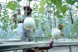 Budidaya melon hidroponik di Tulungagung