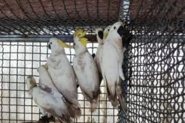 BKSDA Maluku amankan satwa endemik berupa tujuh ekor kakaktua koki diselundupkan di kapal