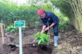 PTPN I Regional 5 dukung pengembangan kopi spesialti di Bondowoso