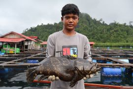 Kampung nelayan di Sulsel ekspor perdana ikan segar ke Arab Saudi