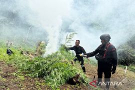 Brimob Sumut musnahkan 10 hektare ladang ganja di Mandailing Natal