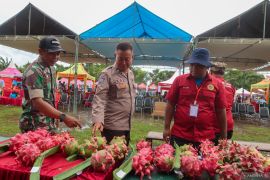 Kontes buah naga di Banyuwangi