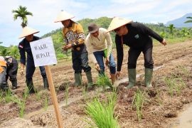 Wabup Risnaldiresmikan tanam serentak Sawah Pokok Murah di IV Jurai