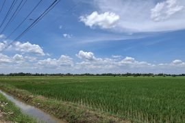 Petani di Lampung rasakan dampak positif penurunan harga pupuk subsidi