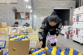 Nilai dagang pertanian-pangan China-ASEAN capai 51,3 miliar dolar AS