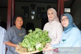 TP PKK Babel panen perdana digital farming dan salurkan hasil ke dua panti sosial