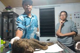 BKSDA Sumbar evakuasi beruk masuk masjid di Pasaman (Video)