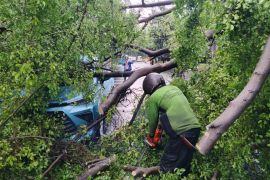 Polisi pastikan tak ada korban jiwa akibat pohon tumbang