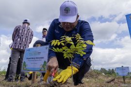 BPKH-Muhammadiyah gagas Wakaf Pohon untuk bantu tekan emisi karbon
