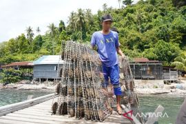 PSDKP Pontianak tindak pelanggaran budi daya Mutiara di Bengkayang