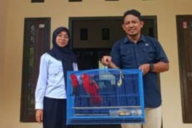 BKSDA Maluku terima penyerahan tiga ekor satwa dilindungi dari warga