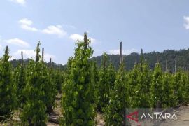 BRIN minta Kementan kembangkan varietas unggul tanaman lada Babel