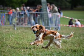 Studi ungkap perjalanan 10.000 tahun anjing temani migrasi manusia