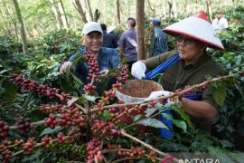 Kopi Arabika PTPN Mendunia: Replanting Jadi Kunci Keberlanjutan dan Daya Saing