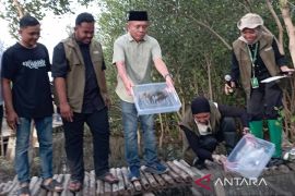 10 kilogram bibit kepiting dilepasliarkan di kawasan Mangrove Park Lampulo